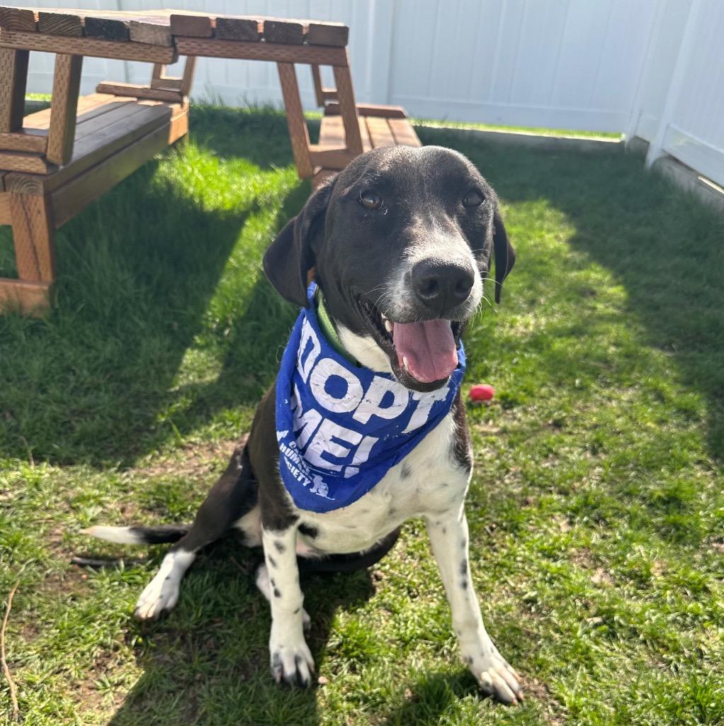 Enlarge Cora, a Adoptable mixed breed in Logan, UT image 2/4