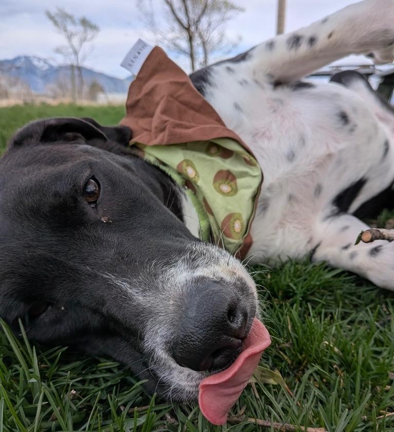 Enlarge Cora, a Adoptable mixed breed in Logan, UT image 3/4