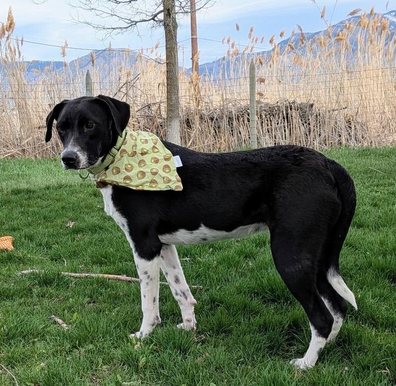 Enlarge Cora, a Adoptable mixed breed in Logan, UT image 4/4
