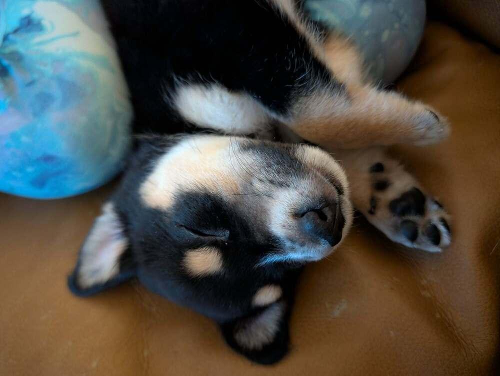 Enlarge Nugget - Fostered in Omaha, a Adoptable mixed breed in Shawnee Mission, KS image 1/5