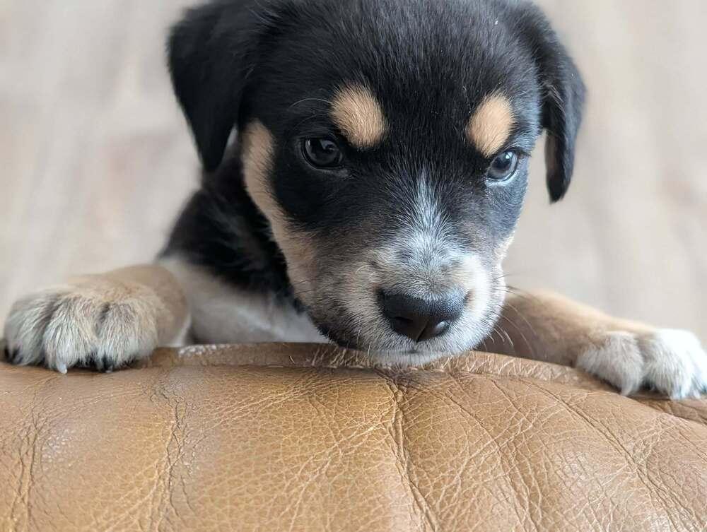 Enlarge Nugget - Fostered in Omaha, a Adoptable mixed breed in Shawnee Mission, KS image 2/5