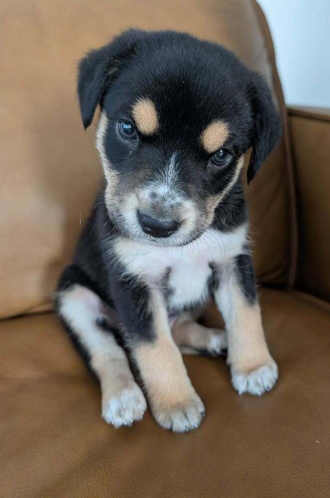 Enlarge Nugget - Fostered in Omaha, a Adoptable mixed breed in Shawnee Mission, KS image 3/5