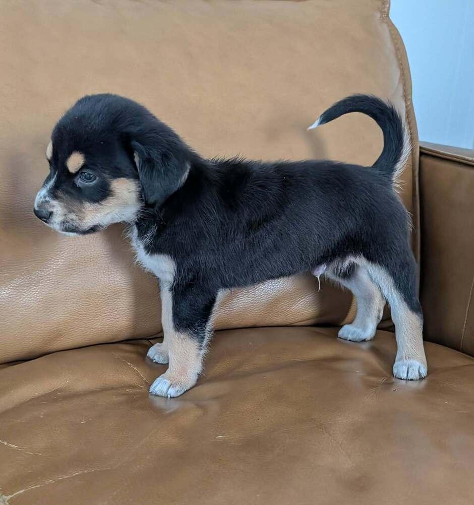 Enlarge Nugget - Fostered in Omaha, a Adoptable mixed breed in Shawnee Mission, KS image 4/5