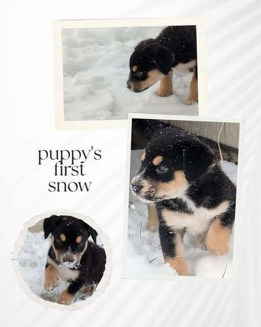 Enlarge Nugget - Fostered in Omaha, a Adoptable mixed breed in Shawnee Mission, KS image 5/5