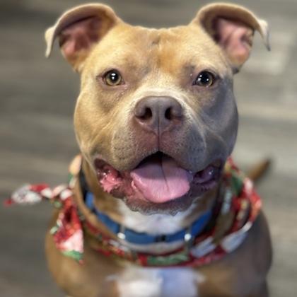 Billy, Adoptable, Adult Male Mixed Breed & Mixed Breed.