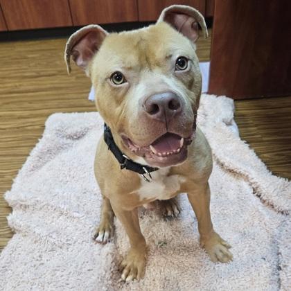 Billy, Adoptable, Adult Male Mixed Breed & Mixed Breed.