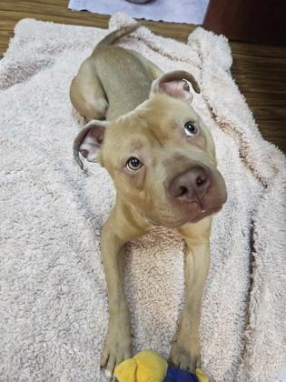 Renner, a Adoptable mixed breed in Merriam, KS image 1/3