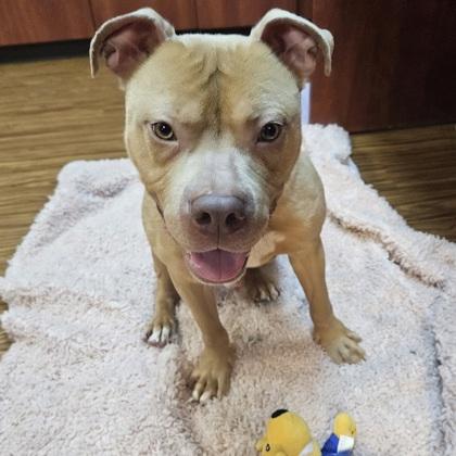 Renner, a Adoptable mixed breed in Merriam, KS image 2/3