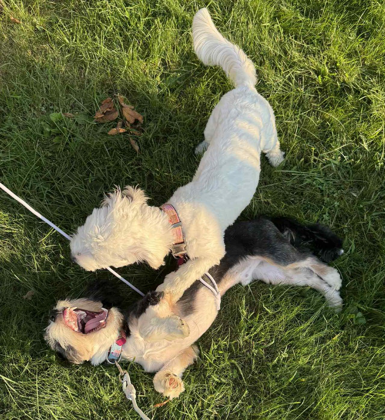 Sissy and Cisco - HOLY WOW are they the CUTEST?!! 15lb BONDED PAIR - VIDEO