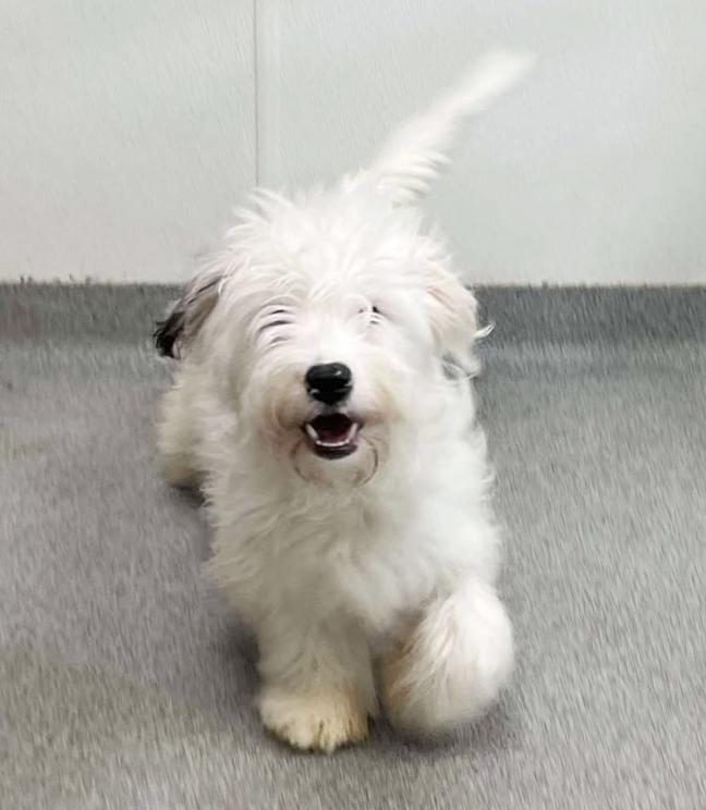 Sissy and Cisco - HOLY WOW are they the CUTEST?!! 15lb BONDED PAIR - VIDEO