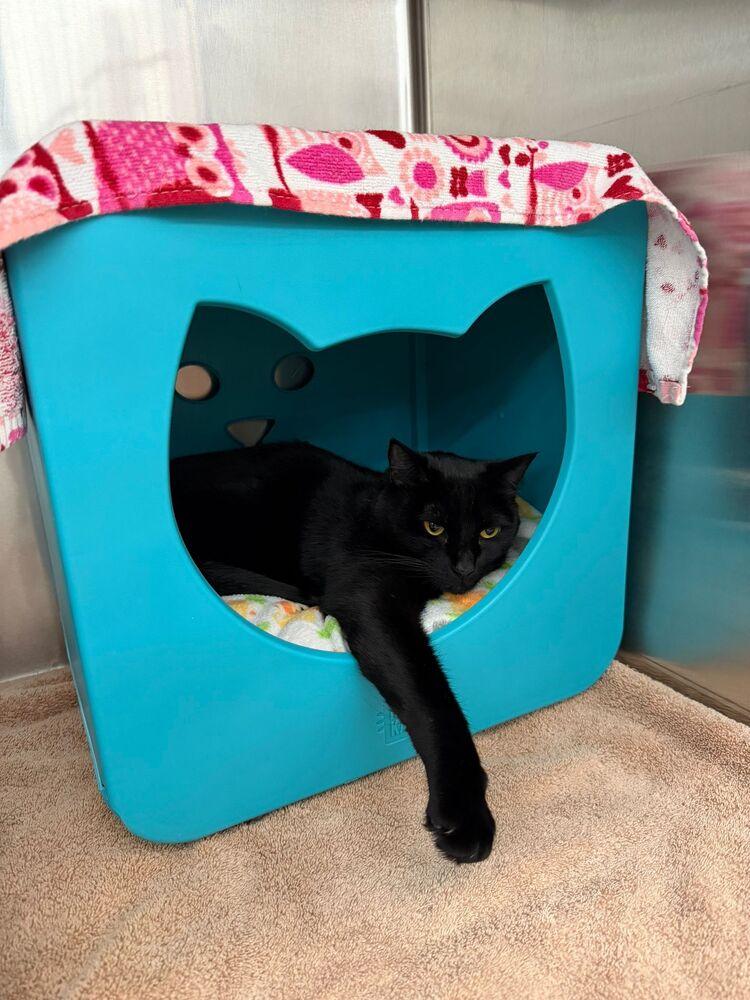 Misty (Dopey), Adoptable, Adult Female American Shorthair.
