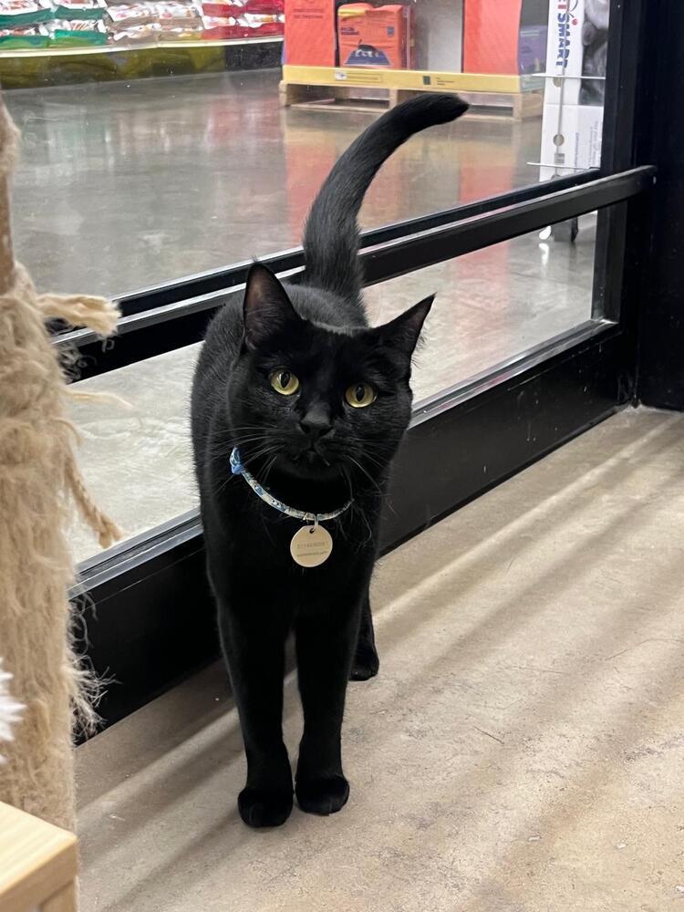 Misty (Dopey), Adoptable, Adult Female American Shorthair.