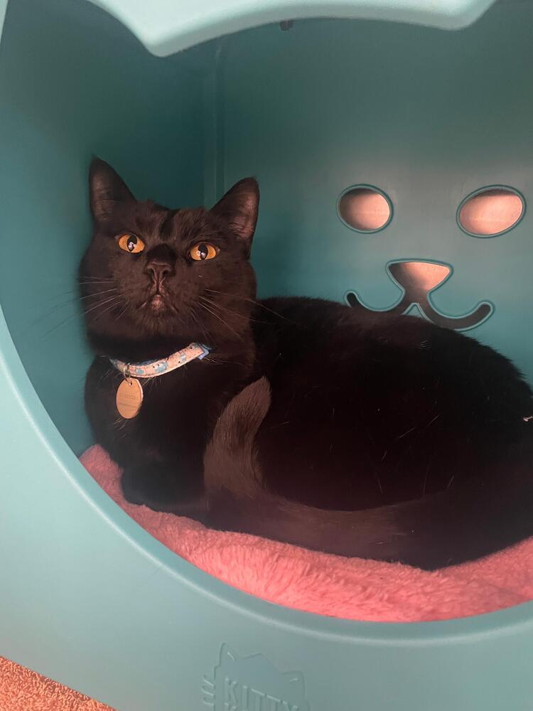 Enlarge Misty (Dopey), a Adoptable mixed breed in Orlando, FL image 3/5