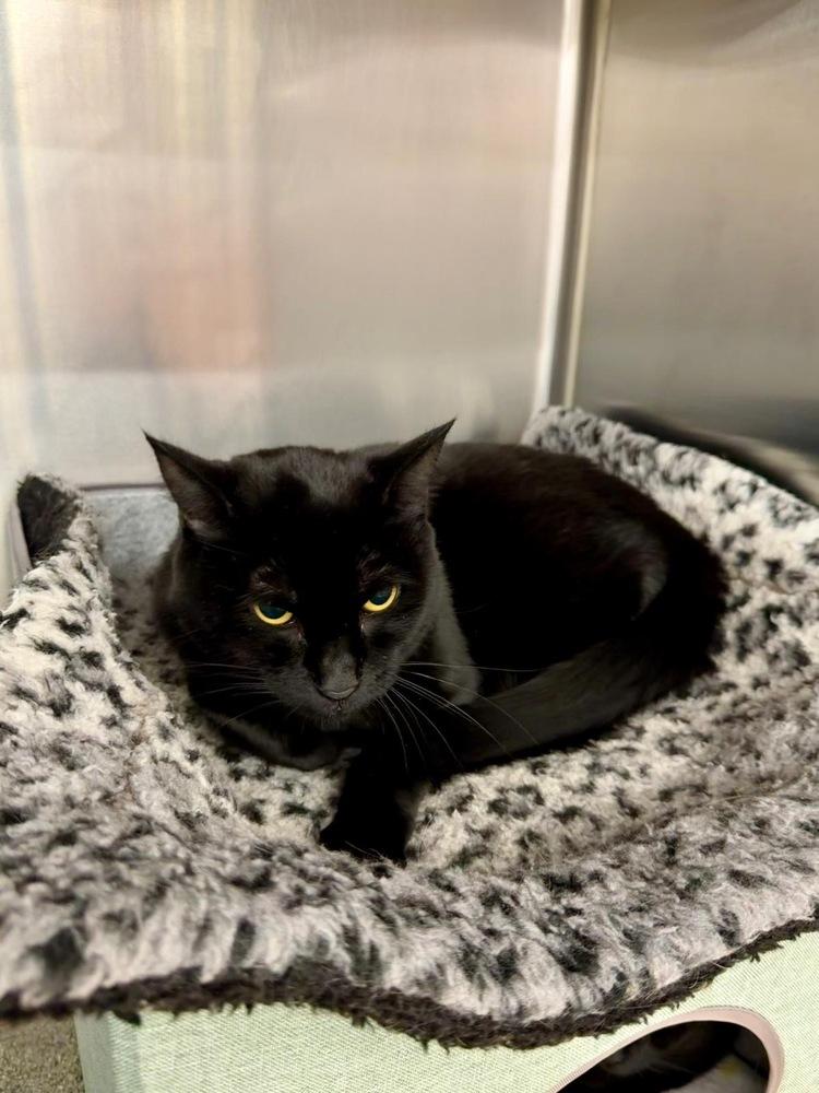 Misty (Dopey), Adoptable, Adult Female American Shorthair.