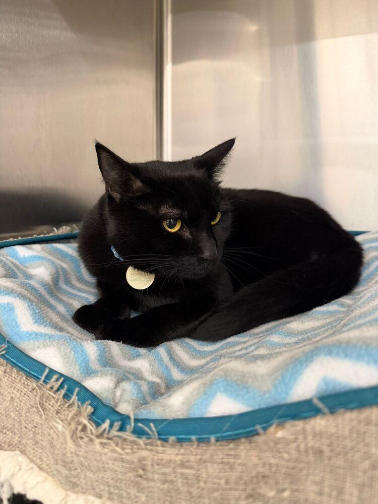 Enlarge Misty (Dopey), a Adoptable mixed breed in Orlando, FL image 2/2