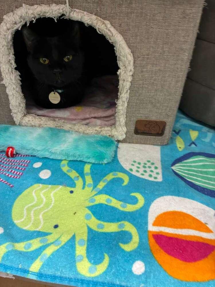 Misty (Dopey), Adoptable, Adult Female American Shorthair.