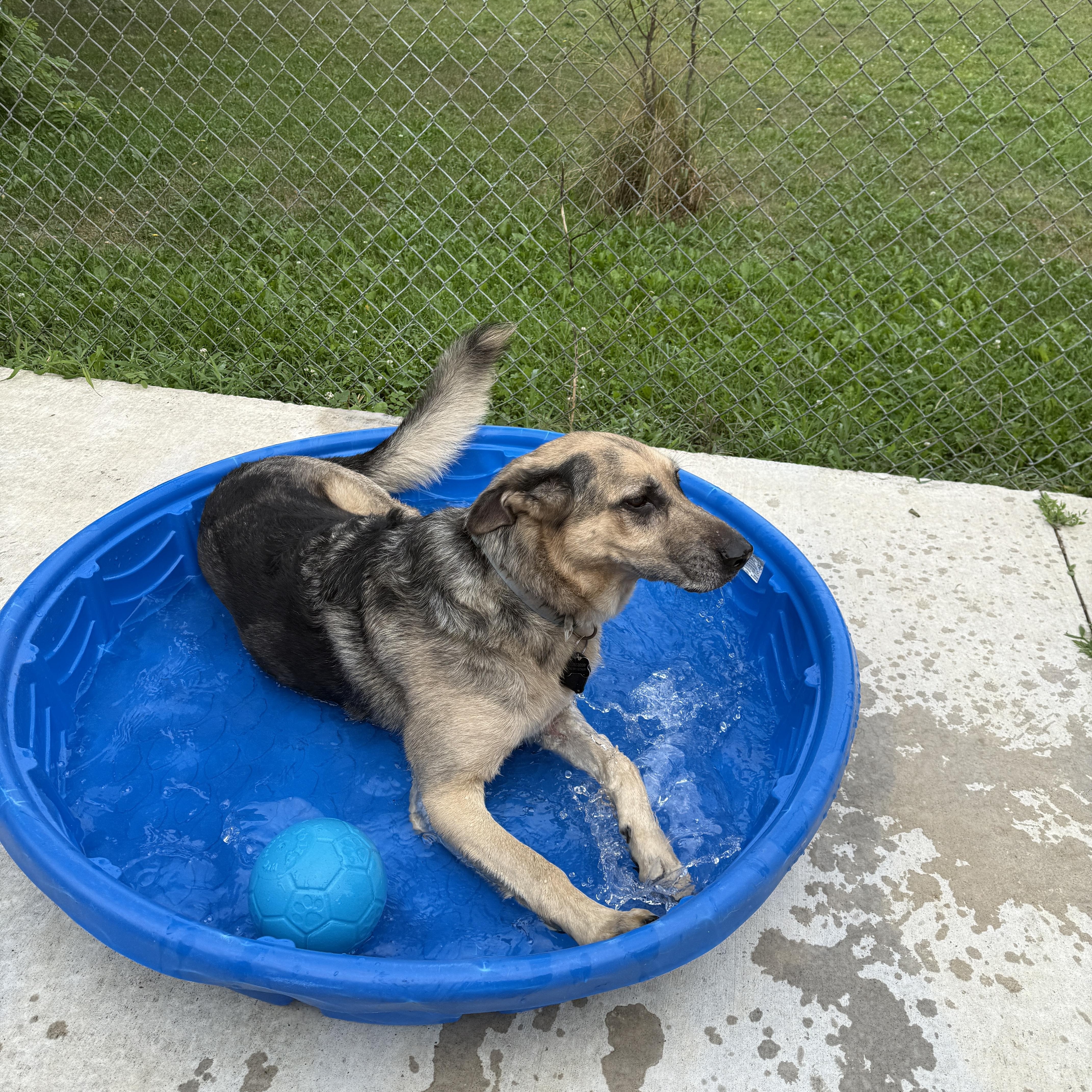 Enlarge Buddy, an adoptable mixed breed in Oconto, WI image 3/4