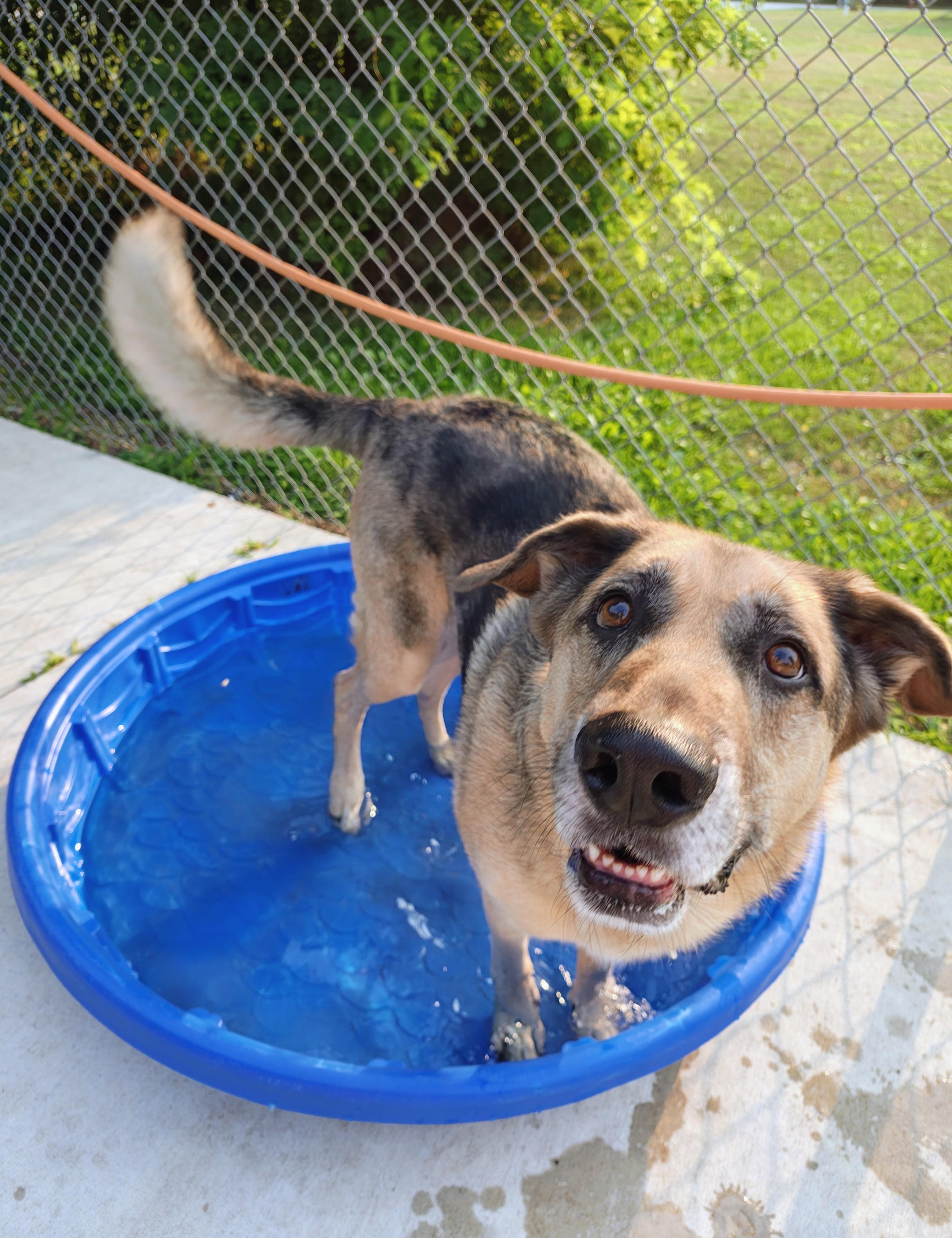 Enlarge Buddy, an adoptable mixed breed in Oconto, WI image 2/4