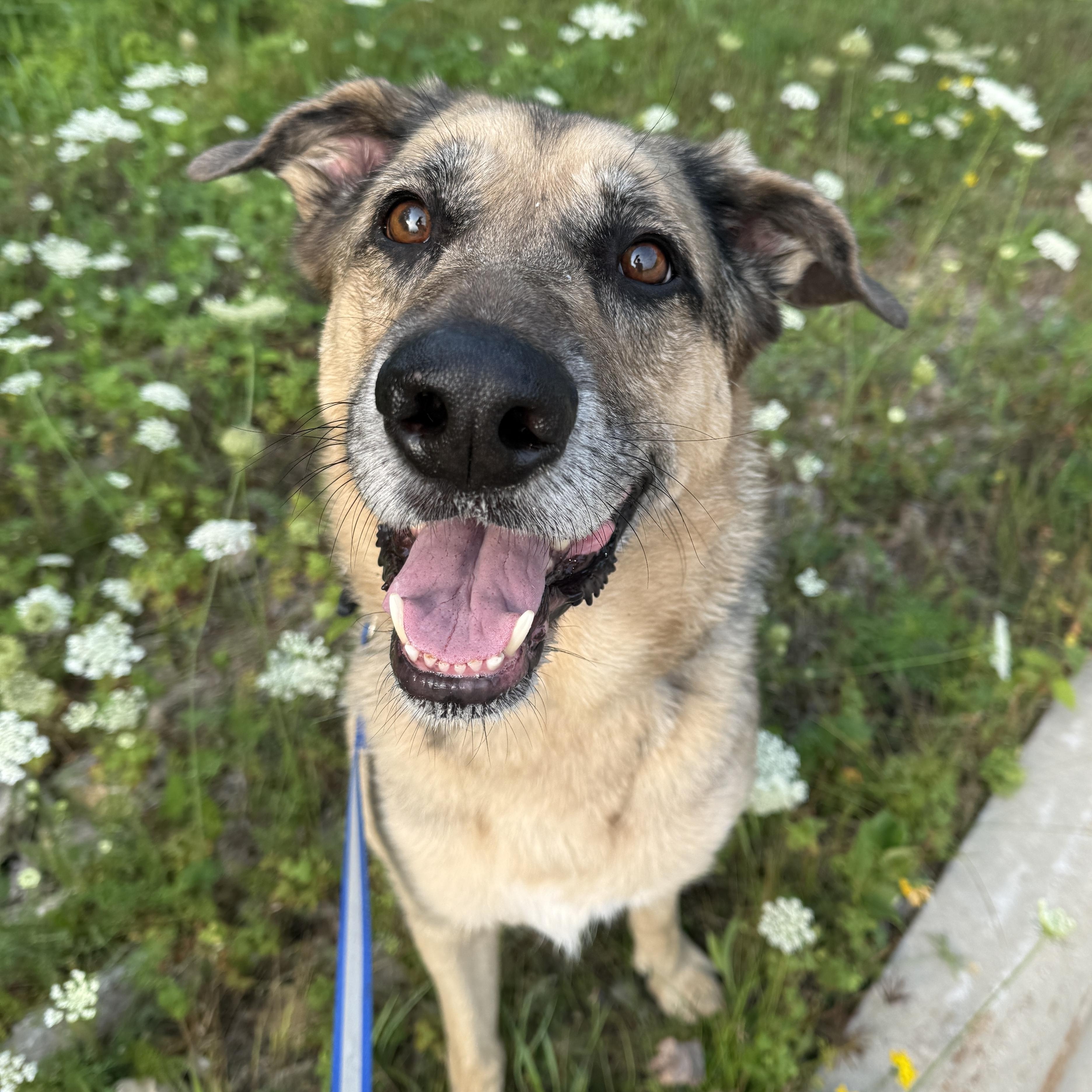 Enlarge Buddy, an adoptable mixed breed in Oconto, WI image 1/4