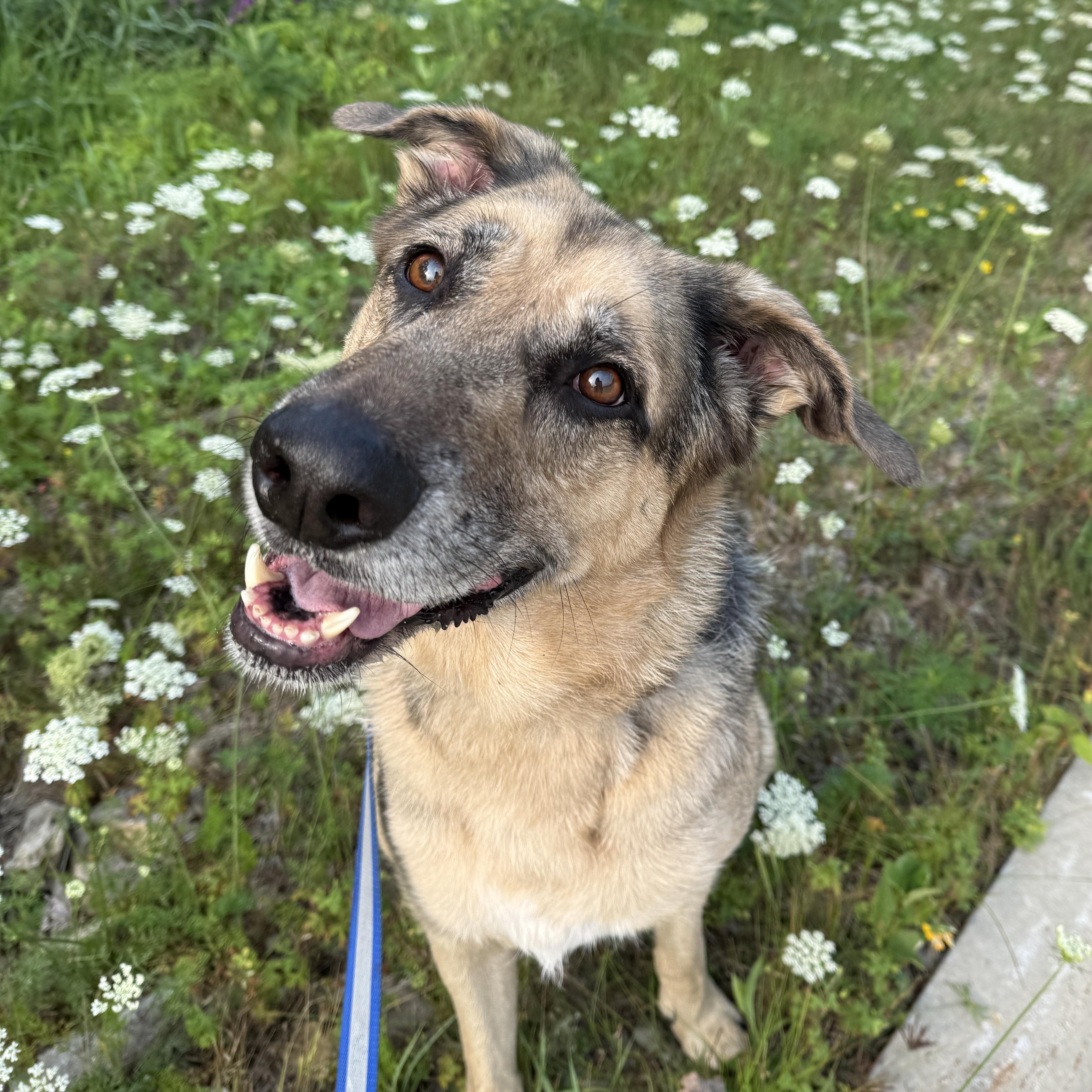Enlarge Buddy, an adoptable mixed breed in Oconto, WI image 4/4