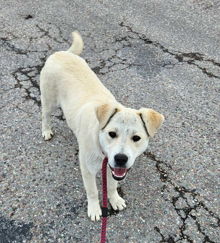 Enlarge Polar Bear, a ADOPTABLE mixed breed in Polson, MT image 3/3