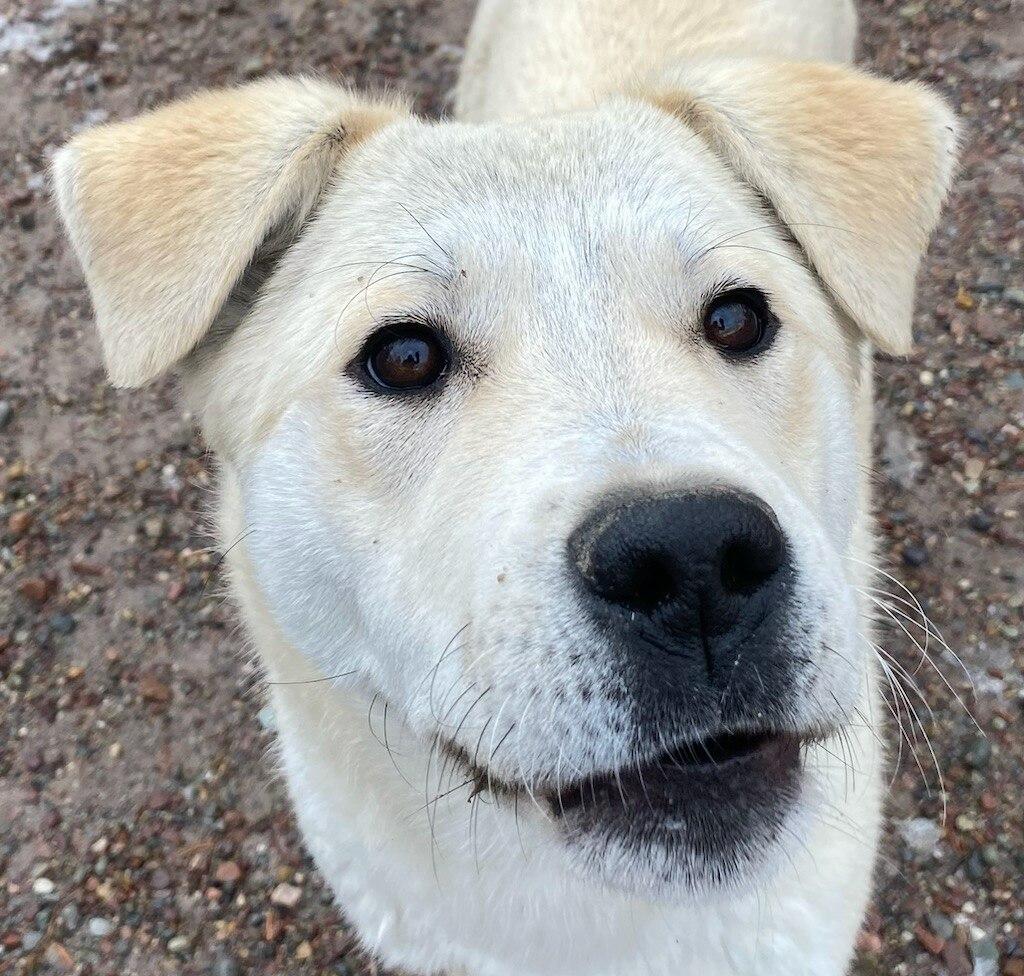 Enlarge Polar Bear, a ADOPTABLE mixed breed in Polson, MT image 2/3