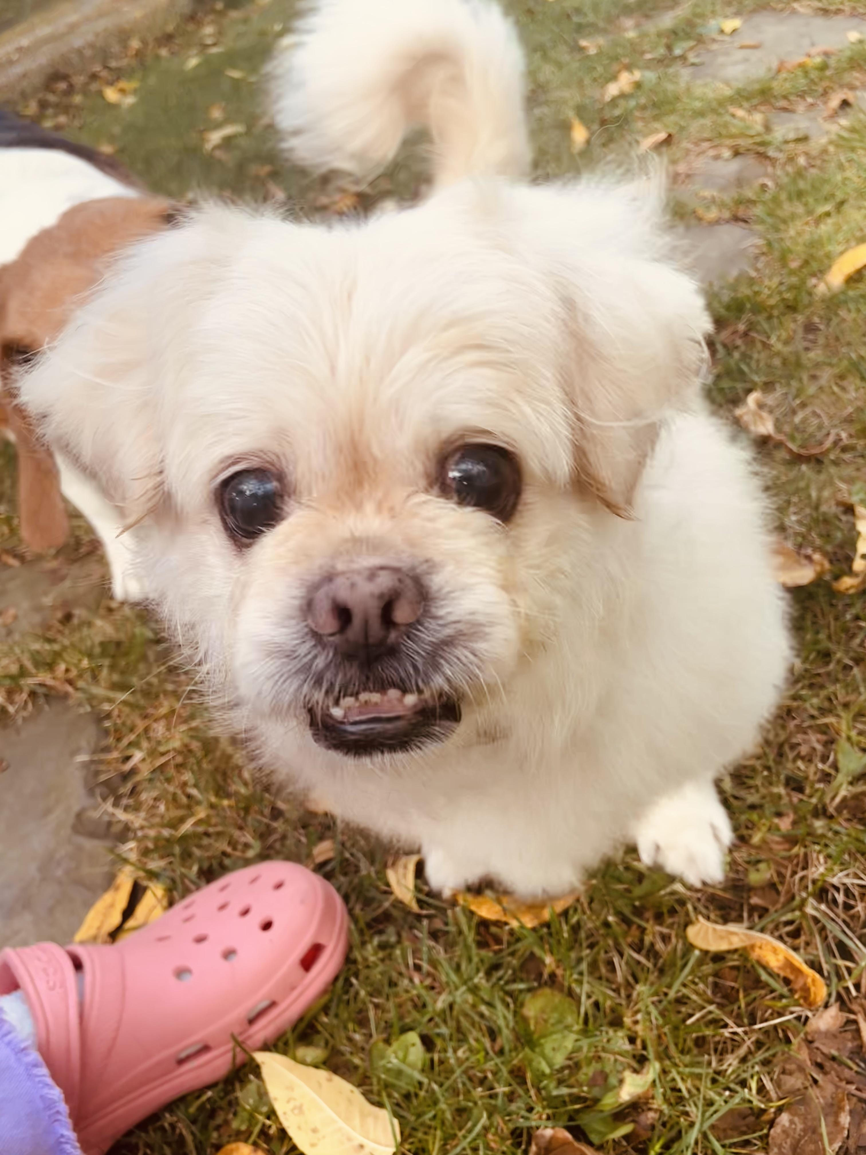 Leo, an adoptable Pekingese in Rochester, NY, 14620 | Photo Image 2