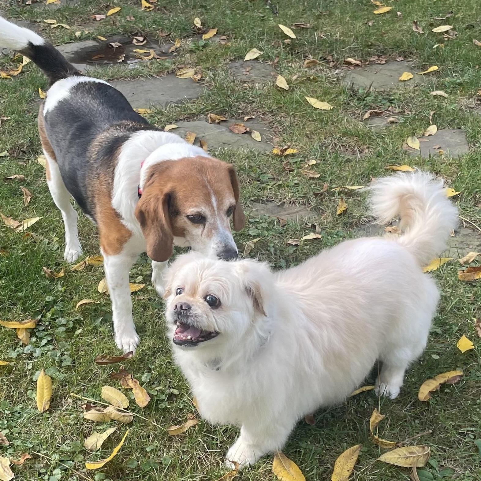 Leo, a Adoptable mixed breed in Rochester, NY image 3/5