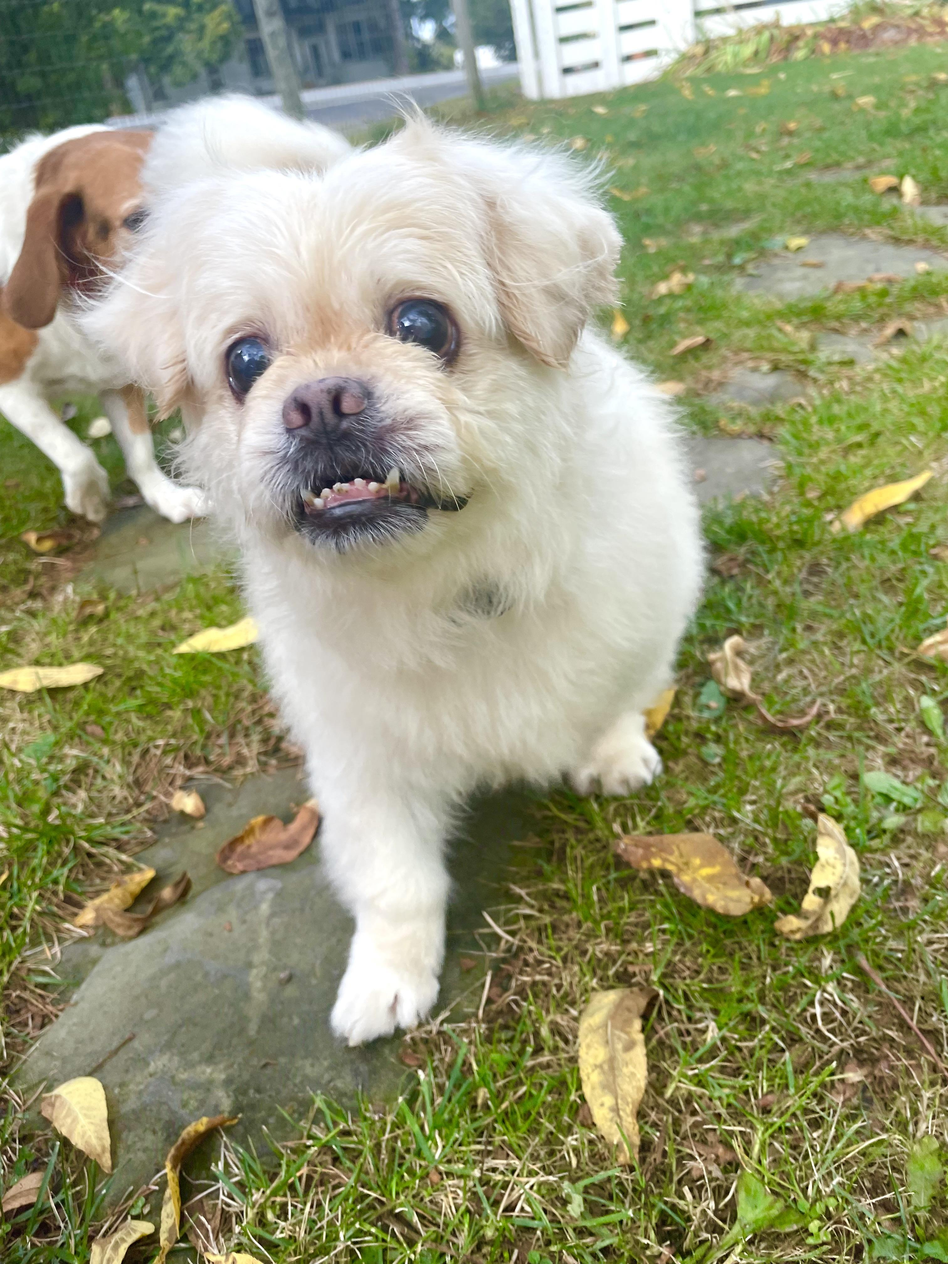 Leo, an adoptable Pekingese in Rochester, NY, 14620 | Photo Image 4
