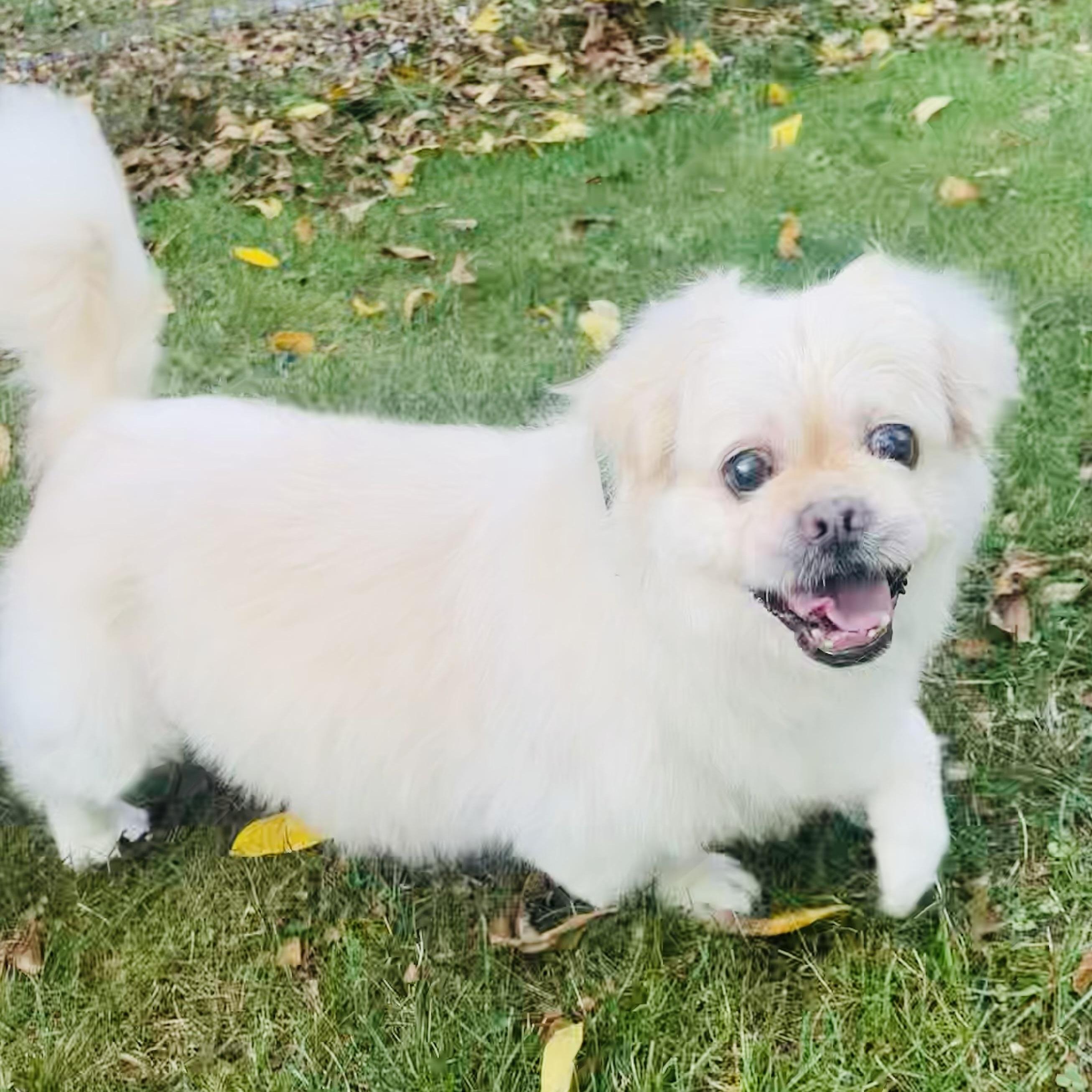 Leo, a Adoptable mixed breed in Rochester, NY image 1/5
