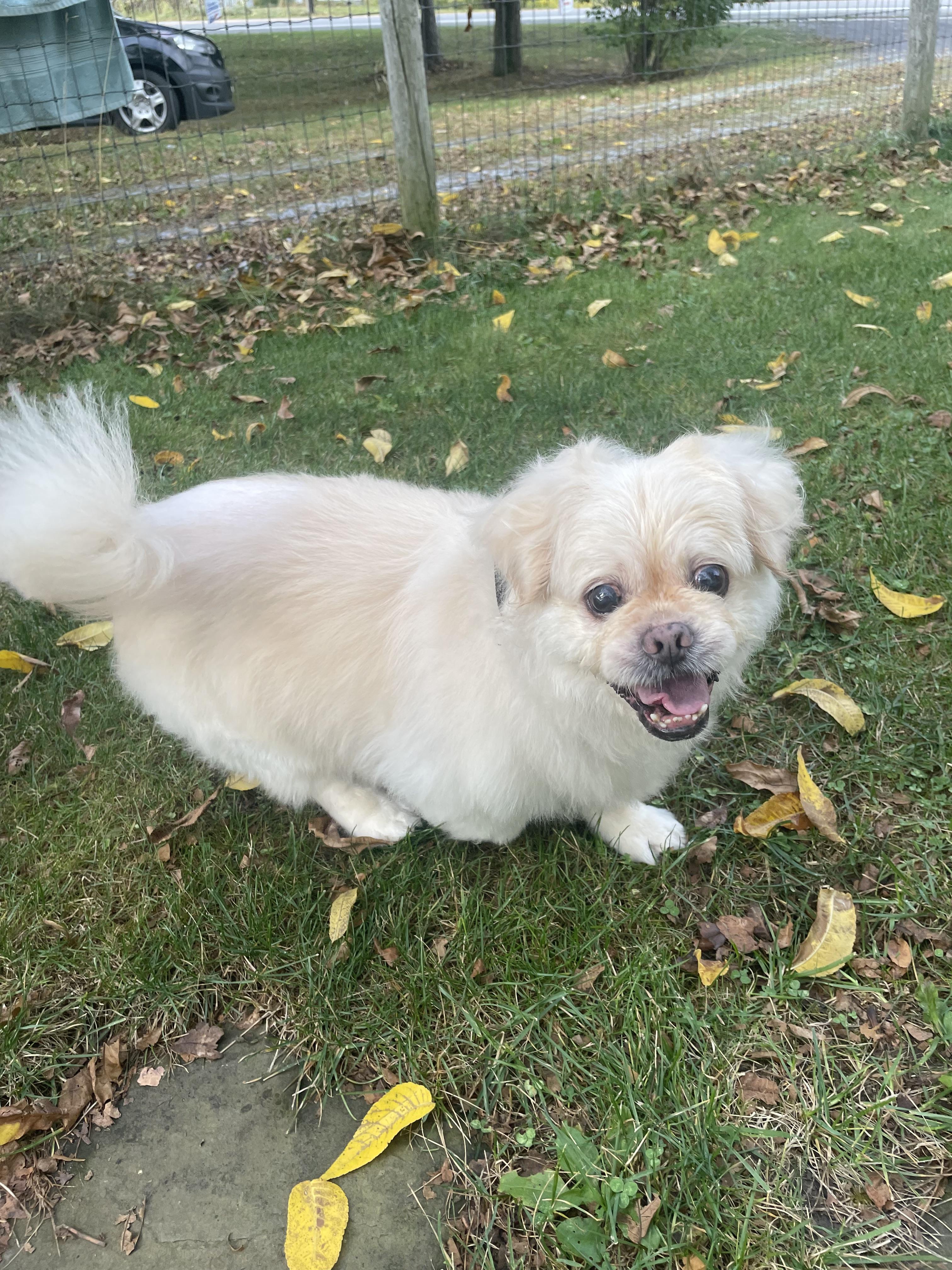Leo, an adoptable Pekingese in Rochester, NY, 14620 | Photo Image 5
