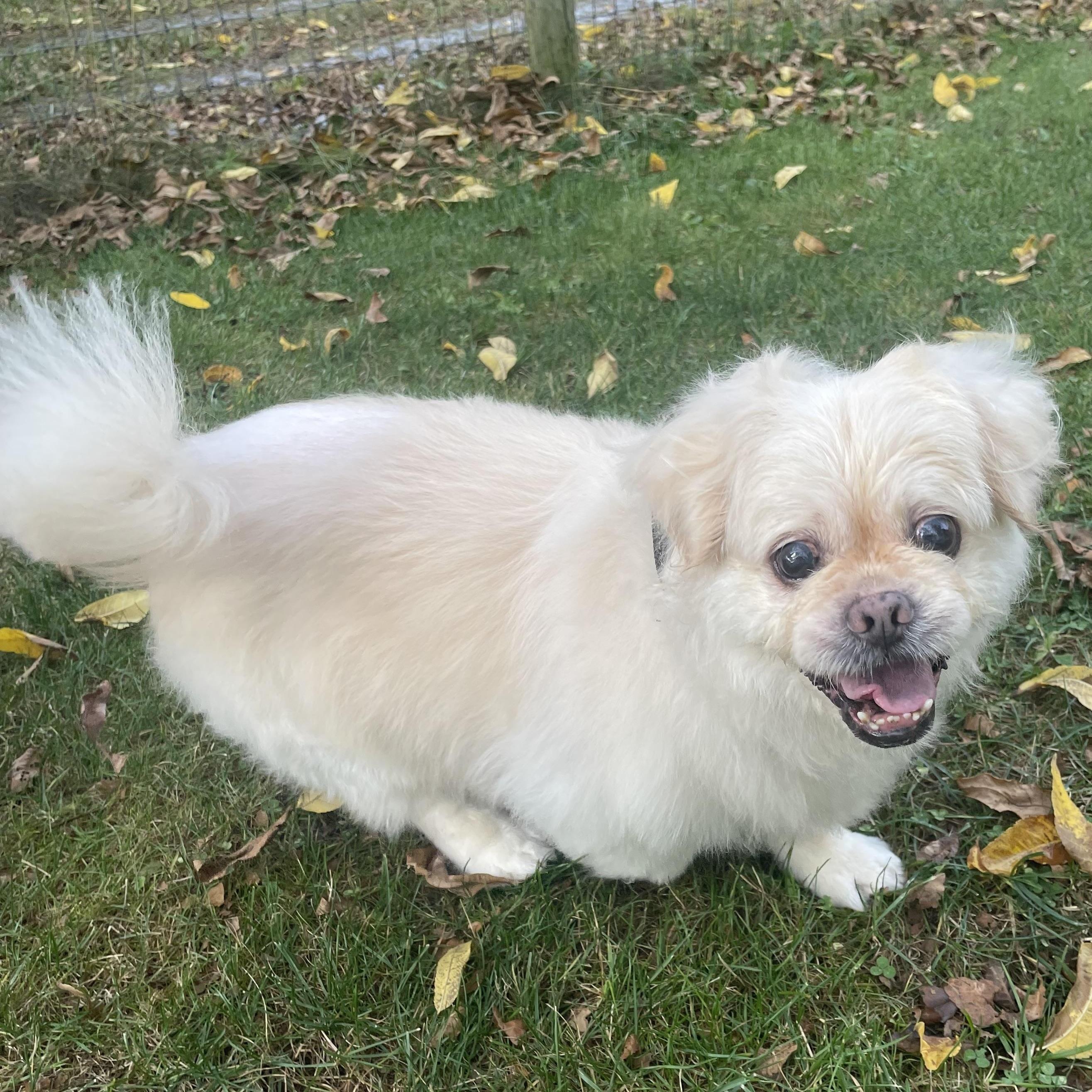 Leo, a Adoptable mixed breed in Rochester, NY image 5/5