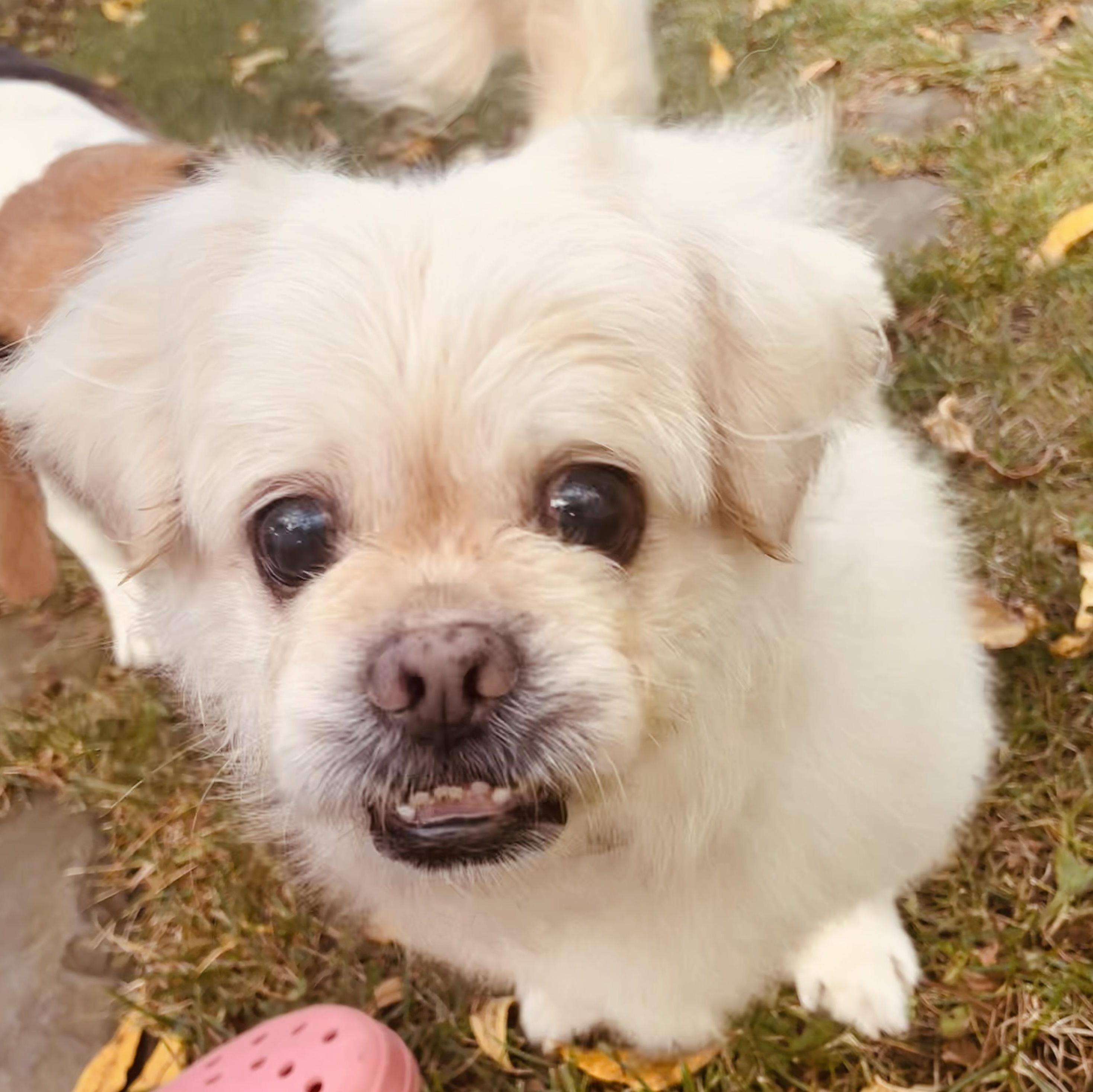 Leo, a Adoptable mixed breed in Rochester, NY image 2/5