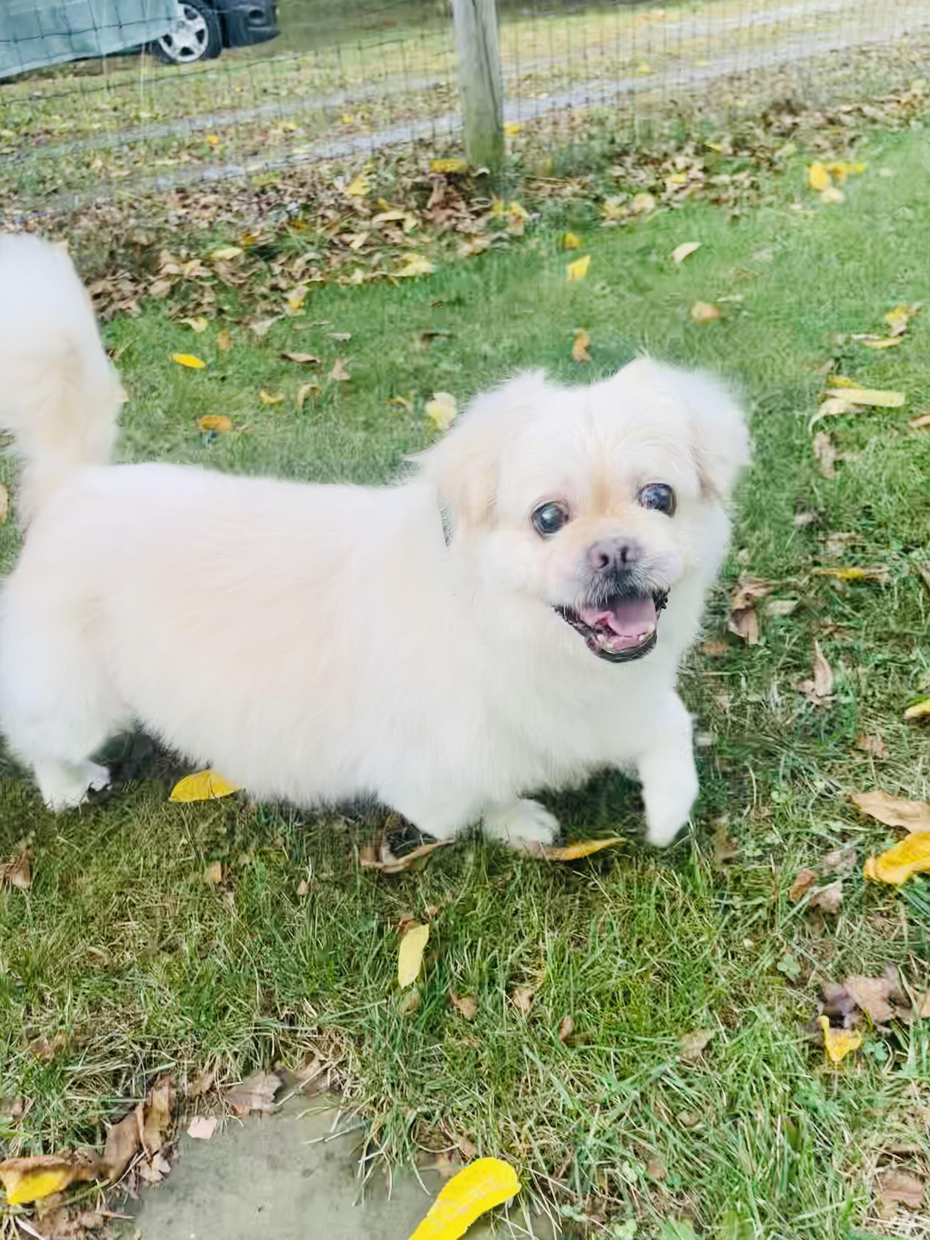 Leo, an adoptable Pekingese in Rochester, NY, 14620 | Photo Image 1