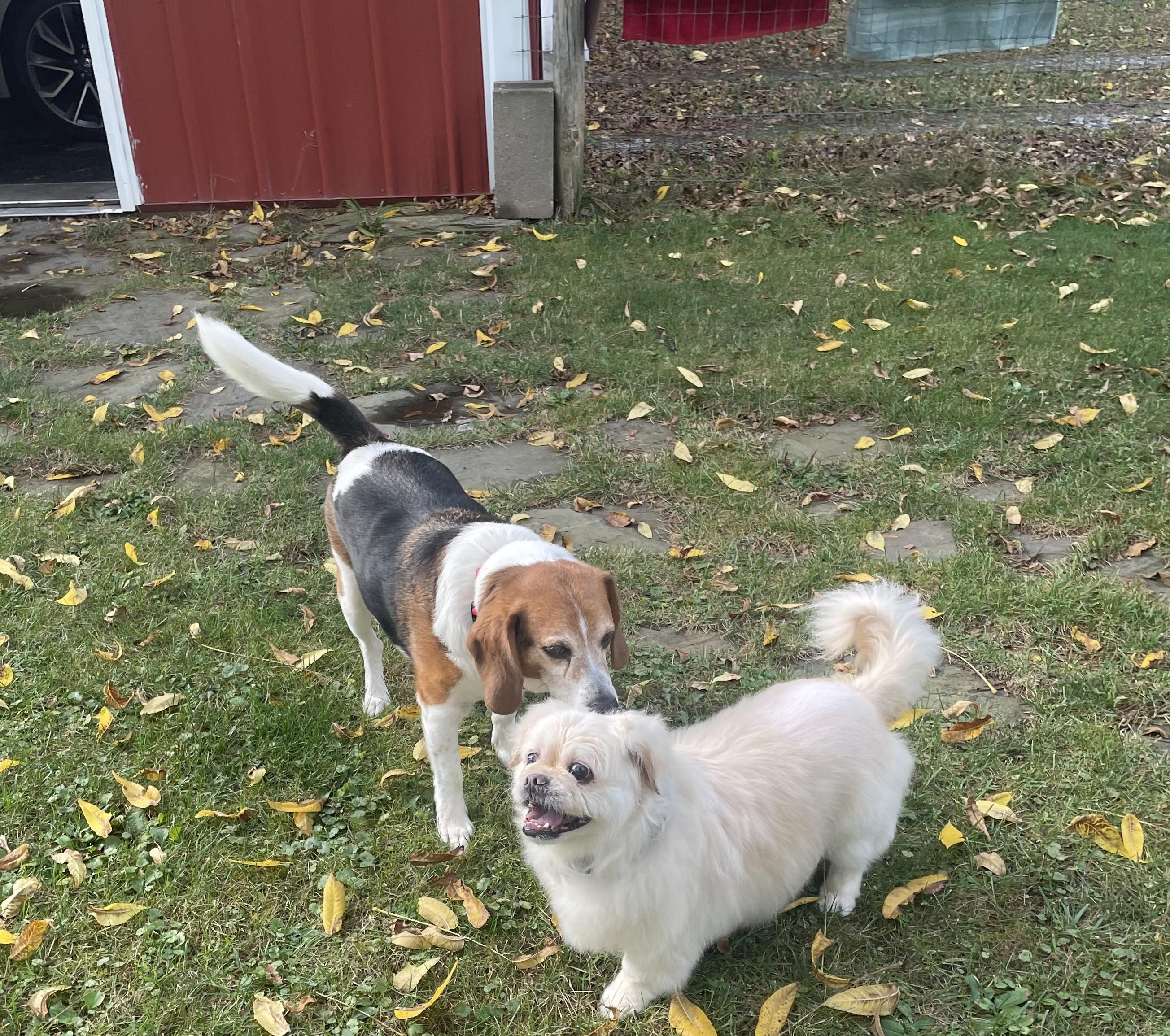 Leo, an adoptable Pekingese in Rochester, NY, 14620 | Photo Image 3