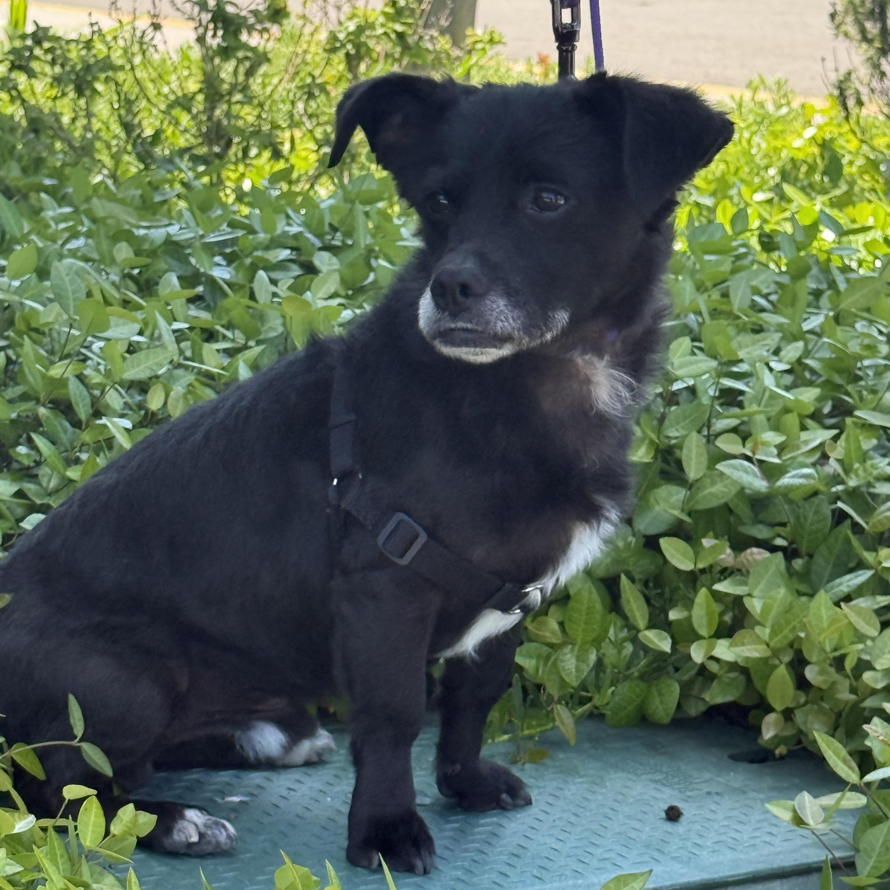 Romeo, a ADOPTABLE mixed breed in modesto, CA image 3/6