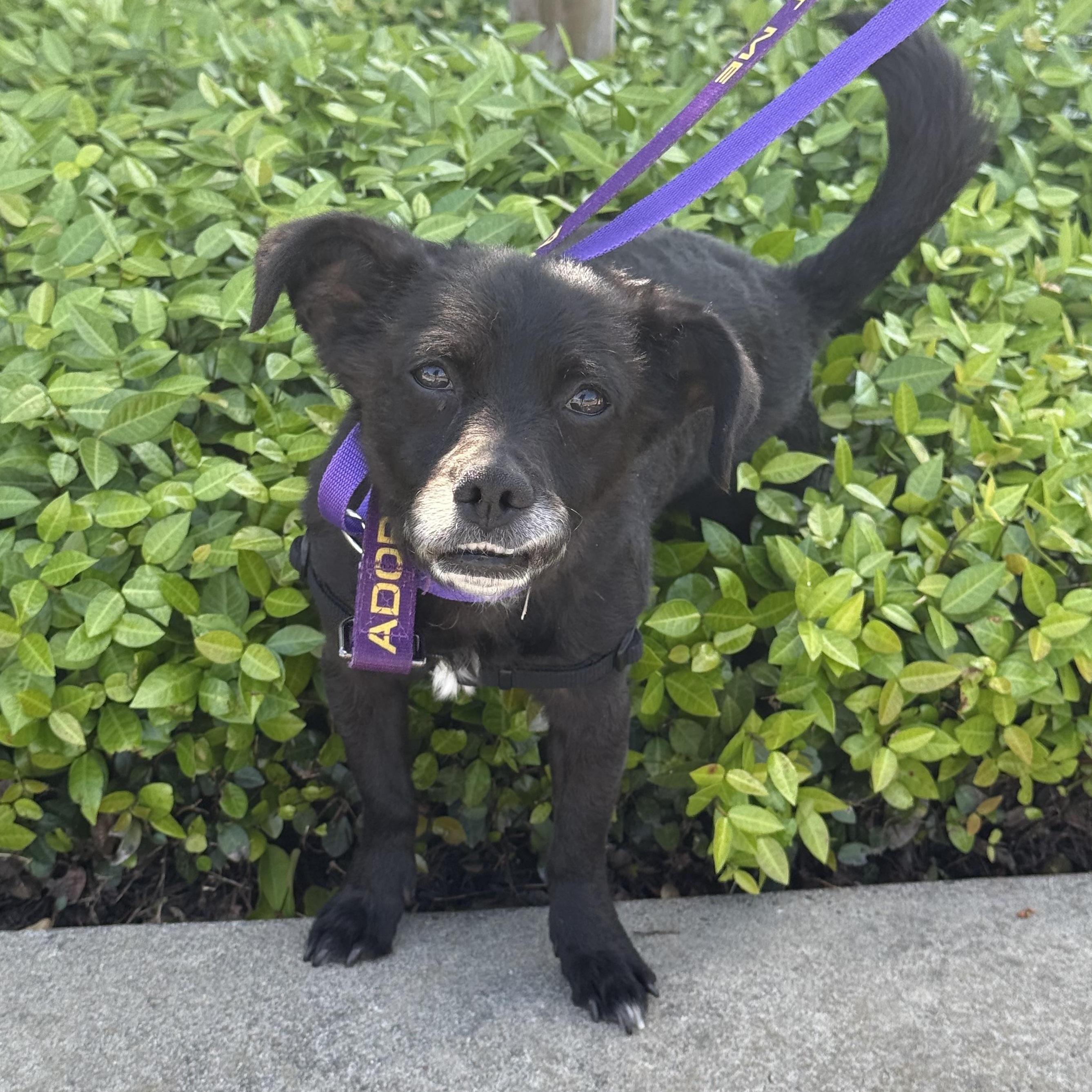 Romeo, a ADOPTABLE mixed breed in modesto, CA image 6/6