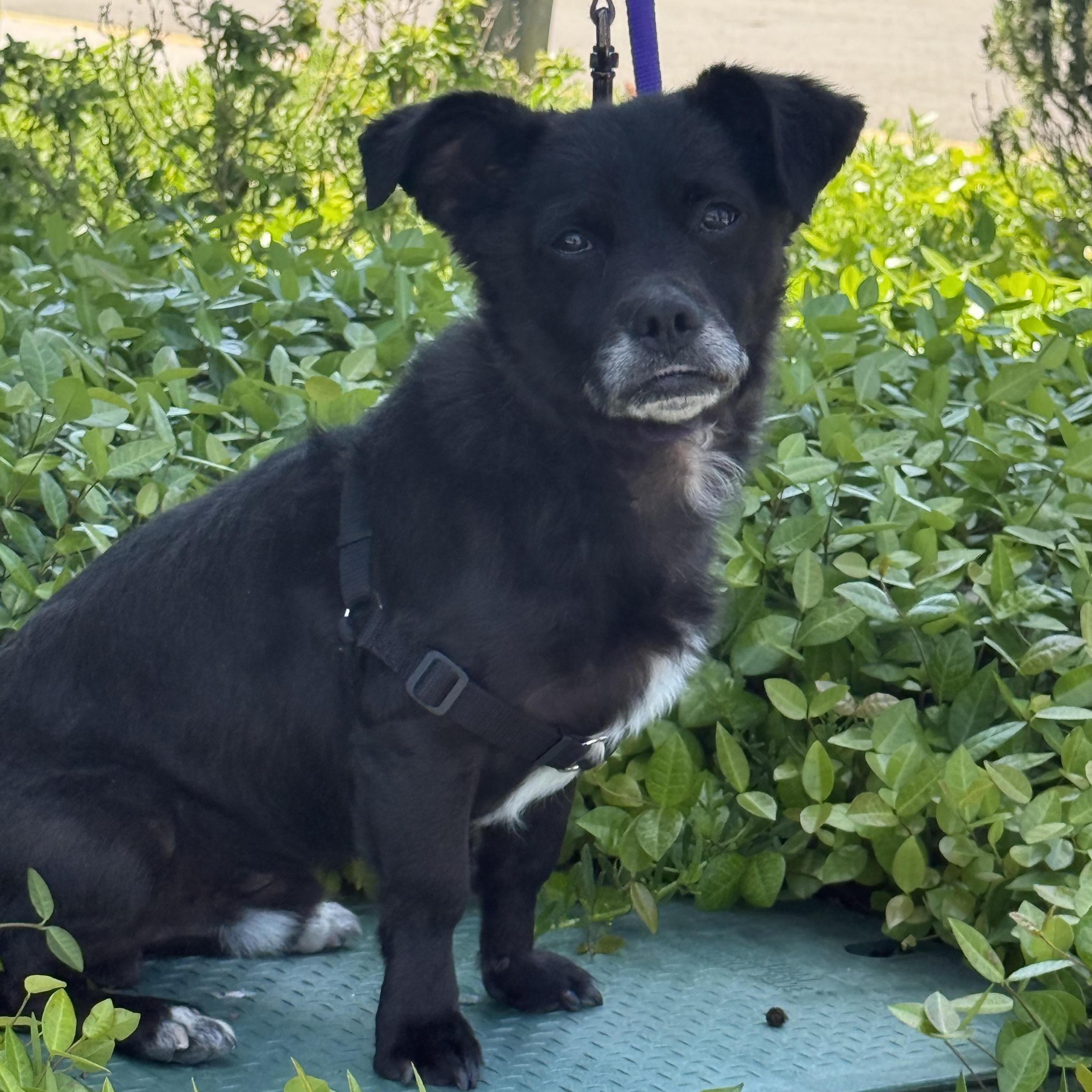 Romeo, a ADOPTABLE mixed breed in modesto, CA image 2/6