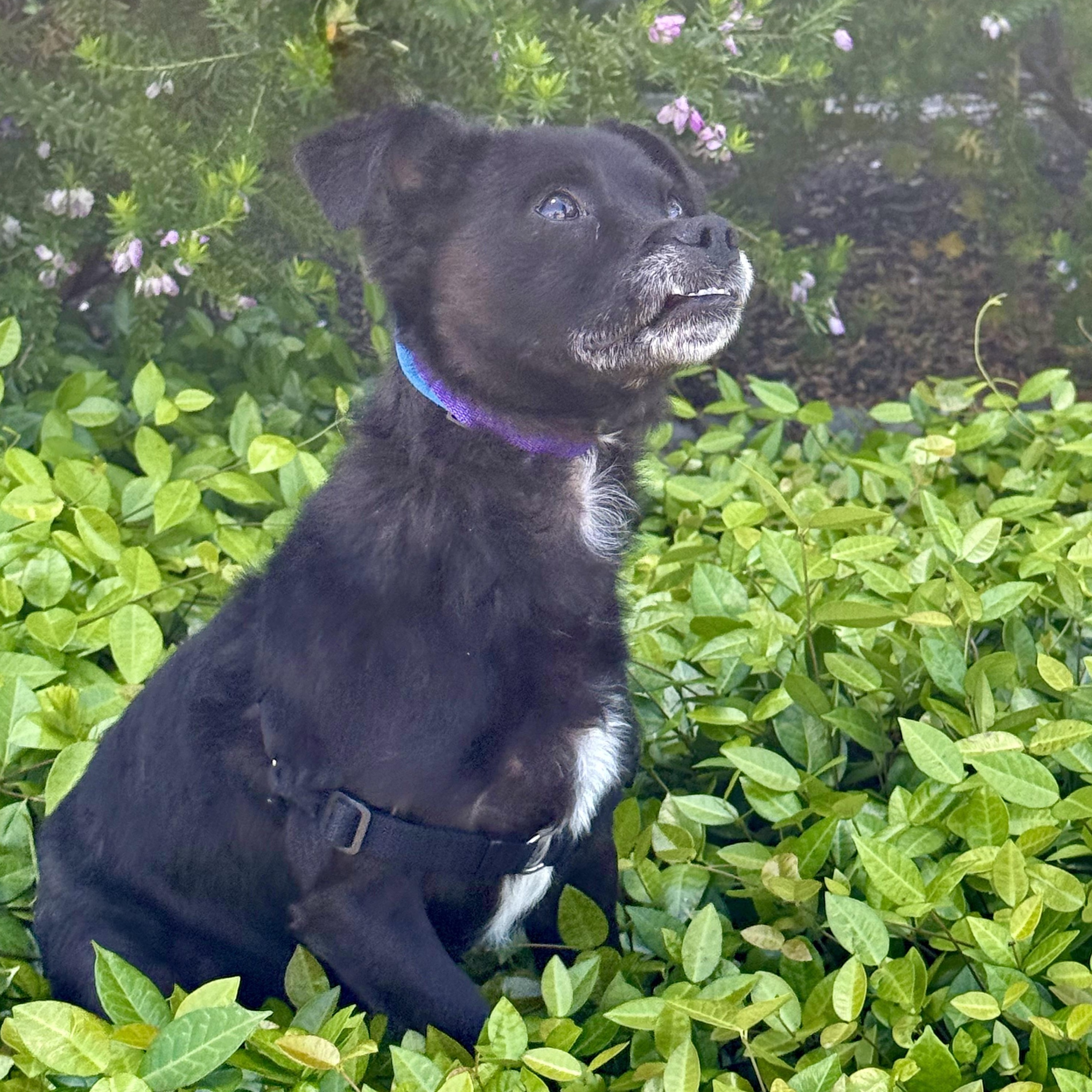 Romeo, a ADOPTABLE mixed breed in modesto, CA image 5/6