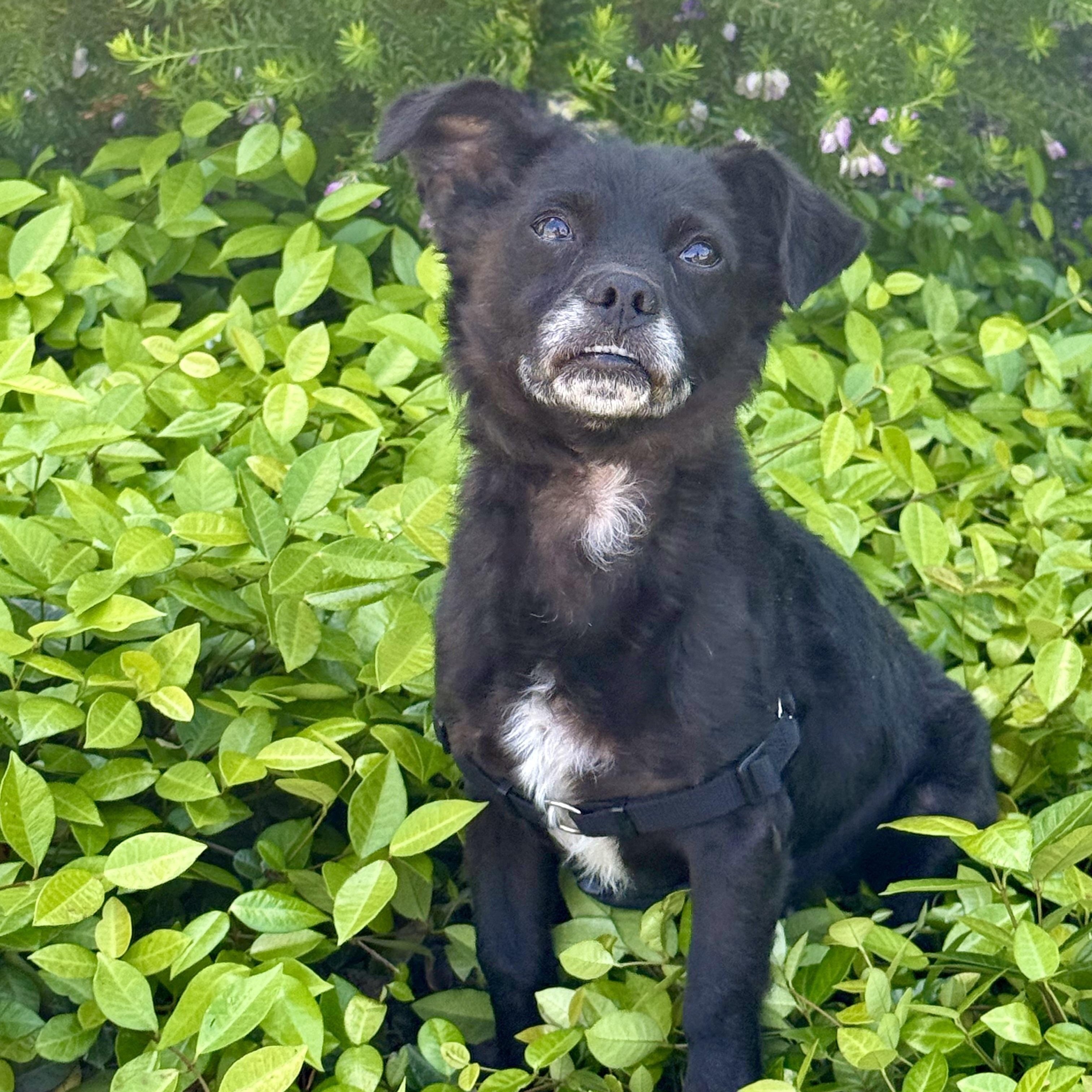 Romeo, ADOPTABLE, Young Male Pomeranian & Pug.