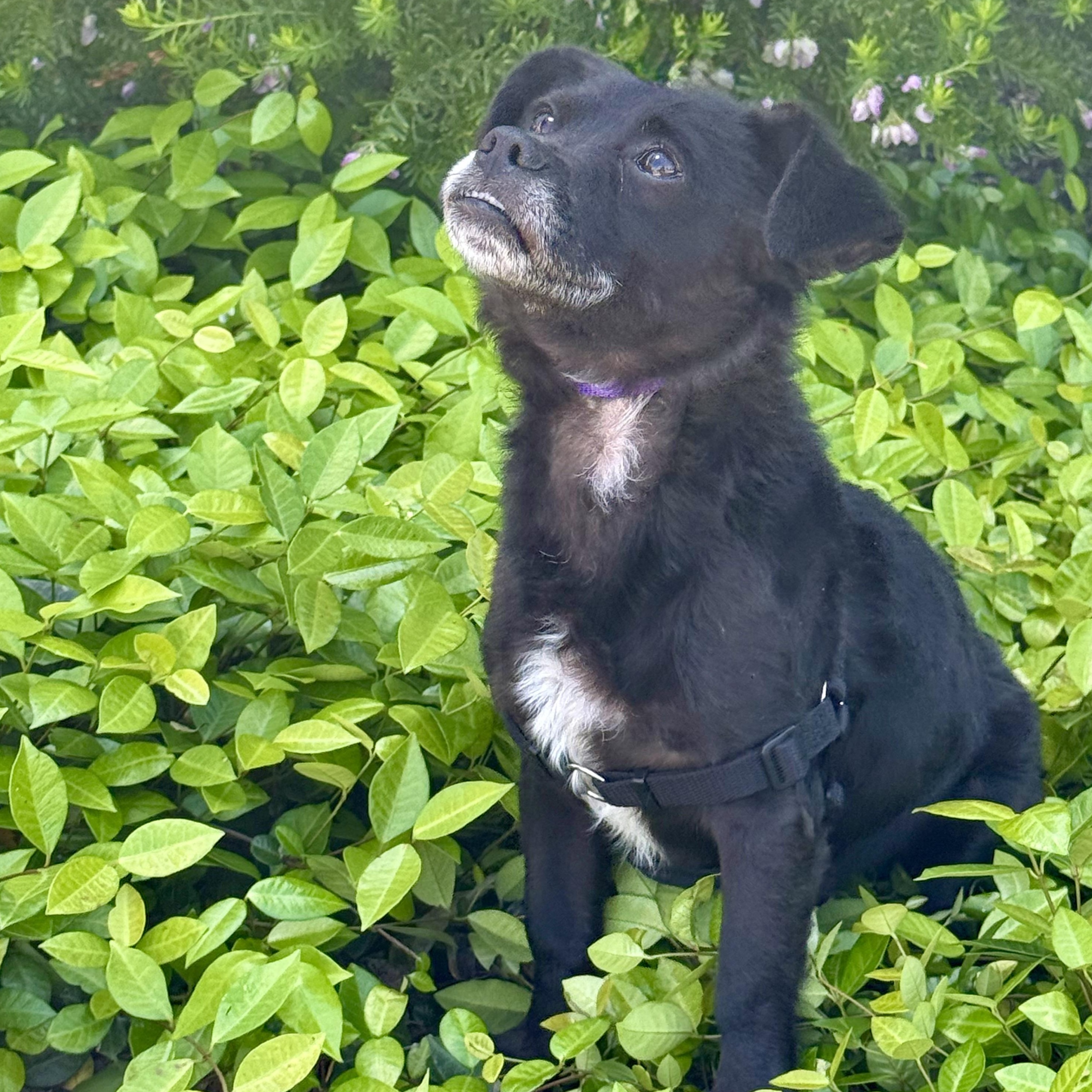 Romeo, a ADOPTABLE mixed breed in modesto, CA image 4/6