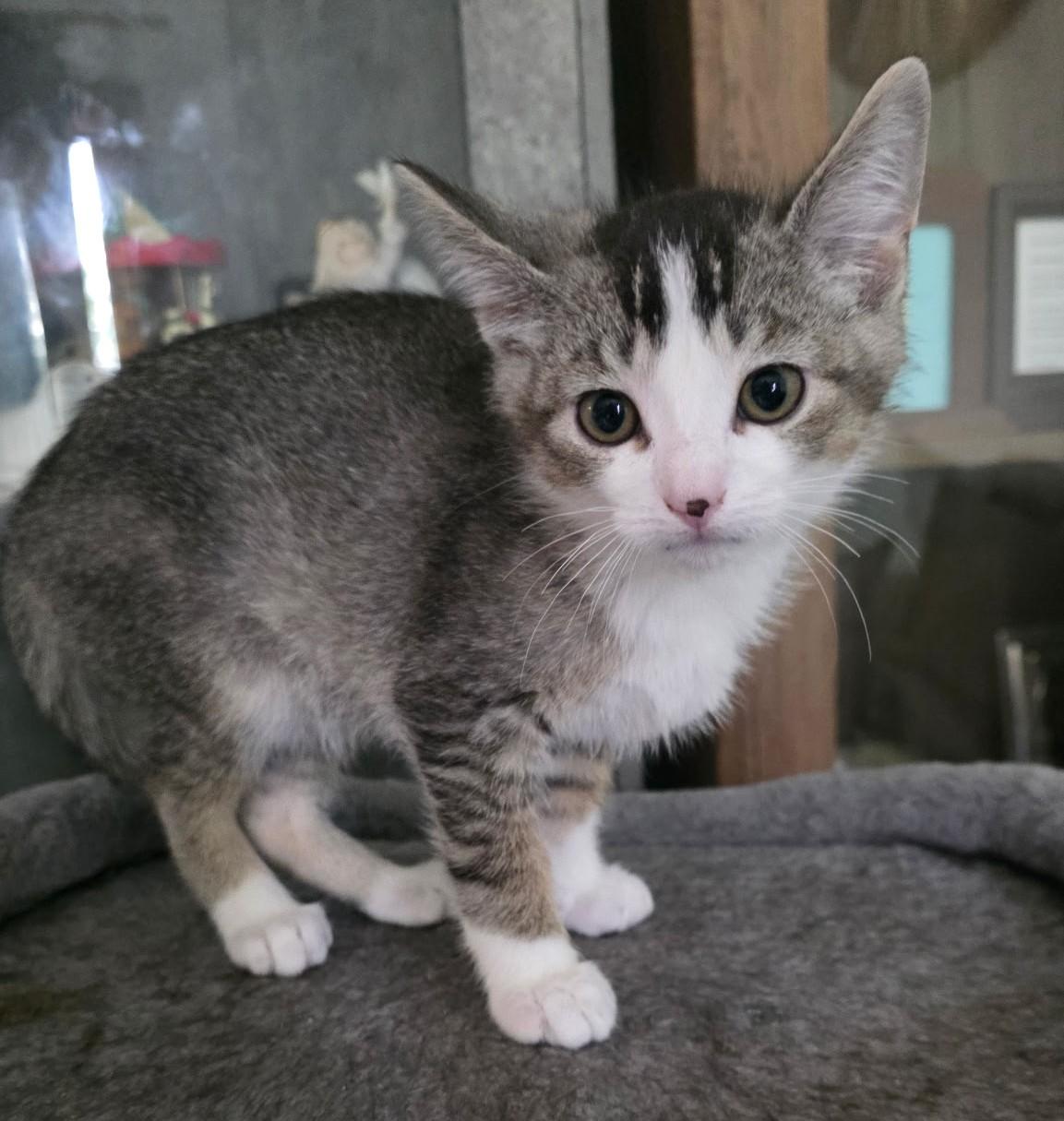 NESTER, adoptable, Young Male Domestic Short Hair.