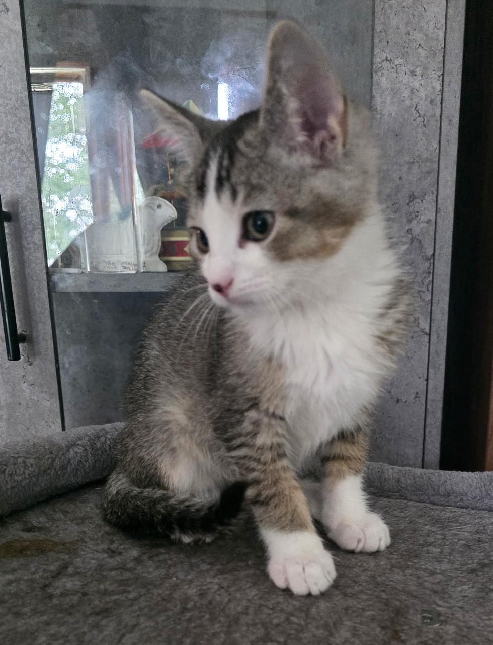 NESTER, an adoptable Domestic Short Hair in Oak Lawn, IL image 2/2