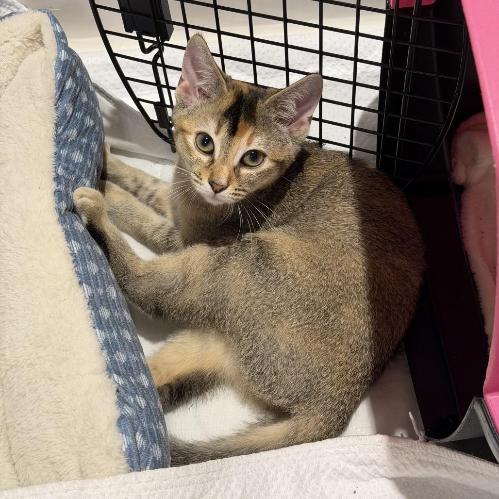 Sultana, ADOPTABLE, Kitten Female Domestic Short Hair.