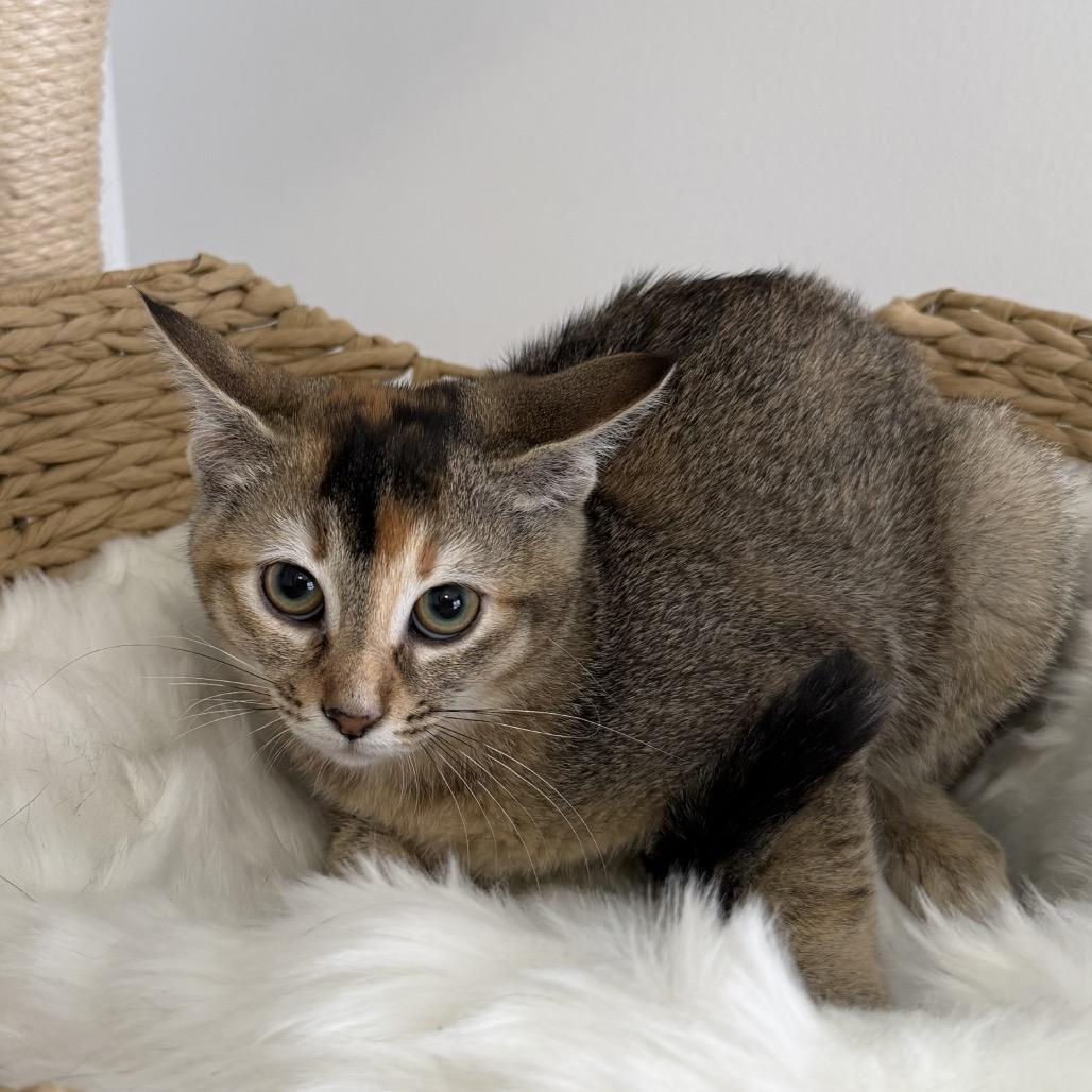 Enlarge Sultana, a ADOPTABLE Domestic Short Hair in Chattanooga, TN image 2/5