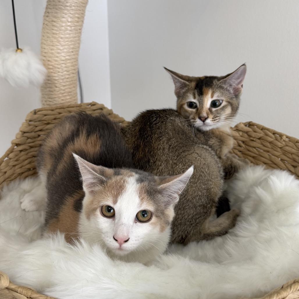 Enlarge Sultana, a ADOPTABLE Domestic Short Hair in Chattanooga, TN image 4/5