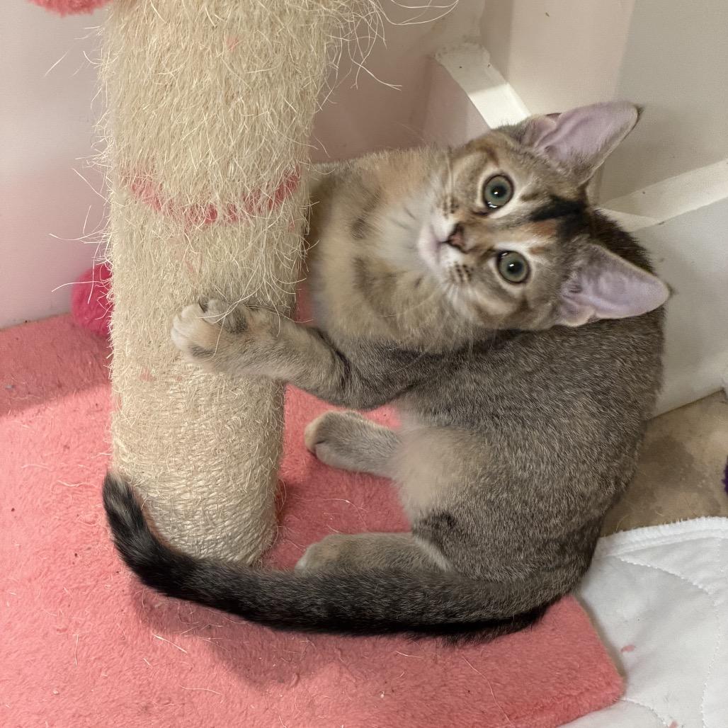 Enlarge Sultana, a ADOPTABLE Domestic Short Hair in Chattanooga, TN image 3/5