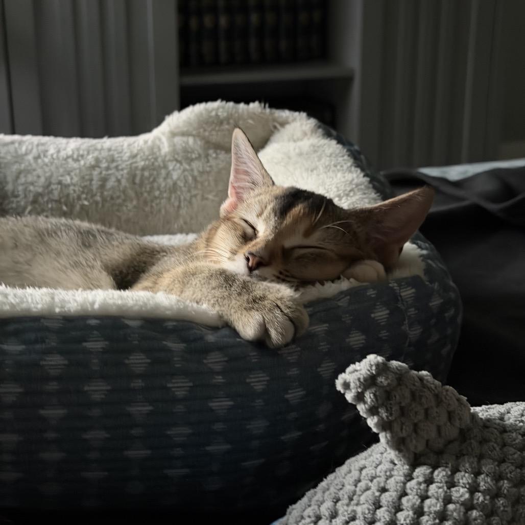 Enlarge Sultana, a ADOPTABLE Domestic Short Hair in Chattanooga, TN image 5/5
