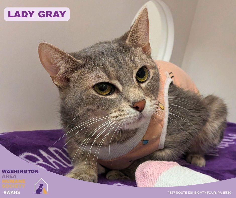 Lady Gray, ADOPTABLE, Adult Female Domestic Short Hair.