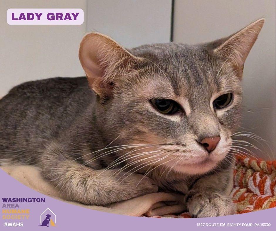 Enlarge Lady Gray, a ADOPTABLE mixed breed in Eighty Four, PA image 1/1